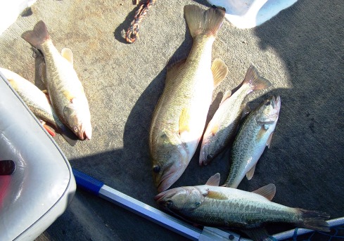 Greenwood Fishing 011.JPG
