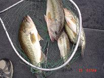 5 Bass Thursday 210509.JPG