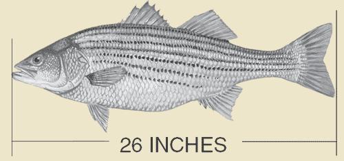 stripedbass.jpg